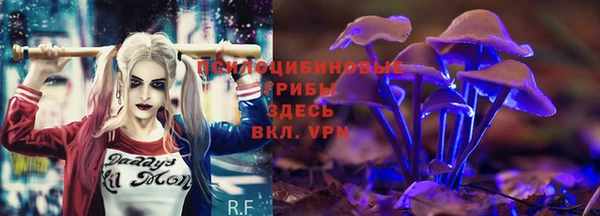 прущие грибы Алзамай